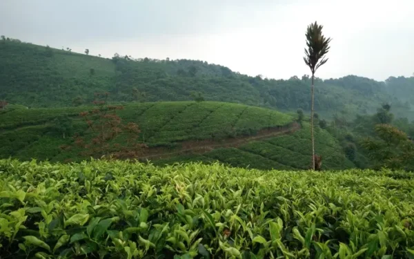 Cipasung Tea Plantation, a Calming Natural Tourism Destination in Majalengka