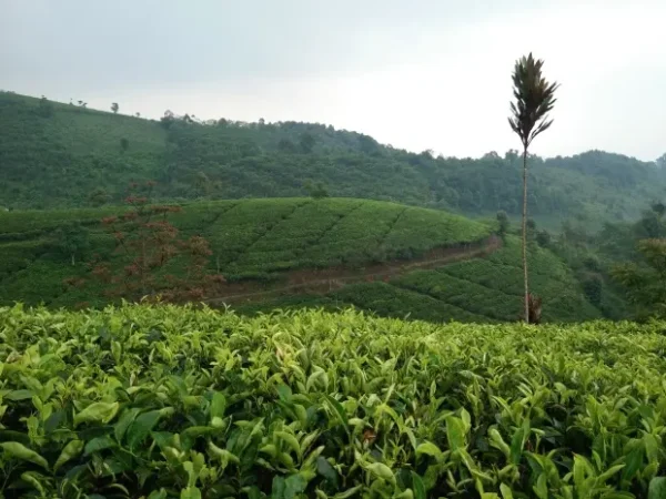 Cipasung Tea Plantation, a Calming Natural Tourism Destination in Majalengka