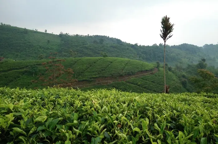 Cipasung Tea Plantation, a Calming Natural Tourism Destination in Majalengka